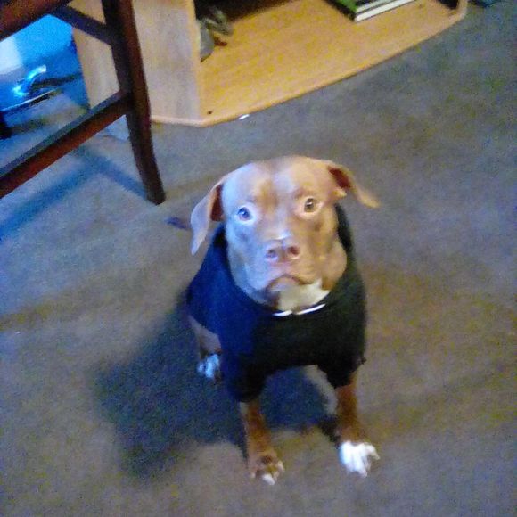 Meet your Posher, Connor - Picture 1 of 1